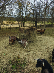 sheep and goats walking and grazing around a bale. They've pulled some hay out and&hellip;